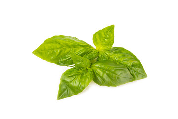 Basil isolated on white background. Fresh organic basil leaves isolated on white background. Spices. Vegan.