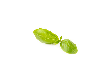 Fototapeta premium Basil isolated on white background. Fresh organic basil leaves isolated on white background. Spices. Vegan.