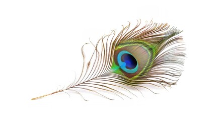 Fototapeta premium Peacock feather isolated on white background