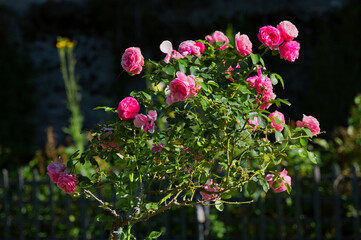 Fleurs