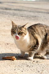 chubby cat eating bread with its tongue out