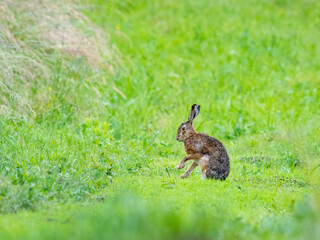 Brown hare sitting in the wet meadow, spring, (lepus capensis)