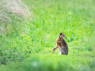 Brown hare sitting in the wet meadow, spring, (lepus capensis)