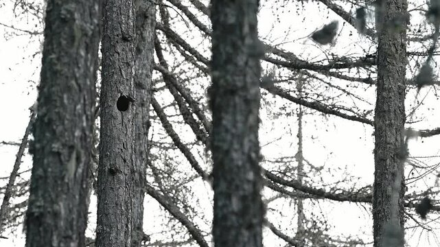 In the larch forest here comes the Boreal owl (Aegolius funereus)