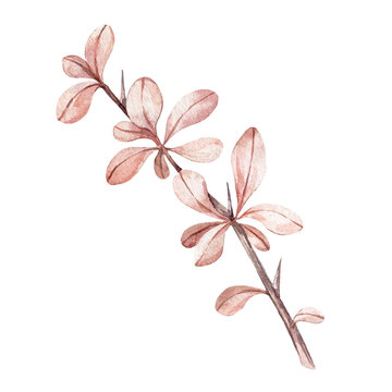 Barberry watercolor branchisolated on a white background.