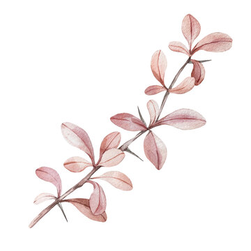 Barberry watercolor branchisolated on a white background.