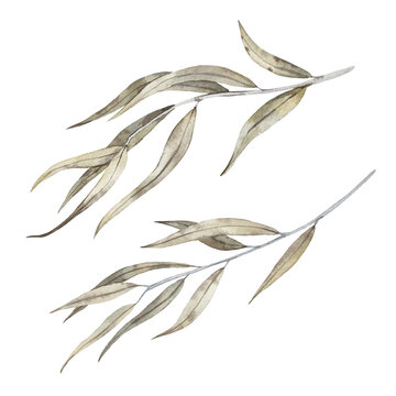 Willow branch with leaves of autumn color. Hand drawn watercolor illustration of osier