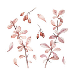 Barberry watercolor branches, leaves and berries isolated on a white background.