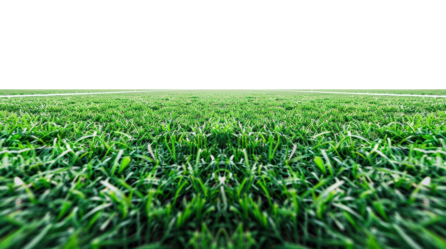 Green grass field