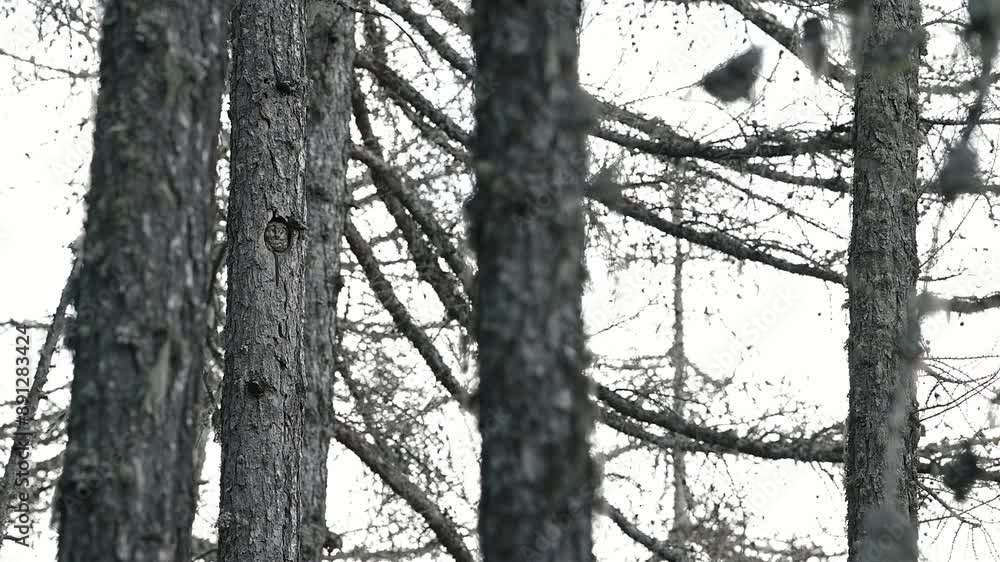 Wall mural In the Alpine forest, the amazing Boreal owl (Aegolius funereus)