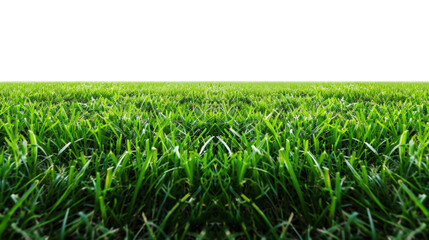 Fototapeta premium Green grass field