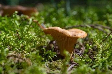 Chanterelle Mushroom in Forest Cantharellus Cibarius. Relax, Walking, Hiking, Nature, Food, Health