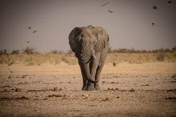 Elephant in Etosha Park, Namibia