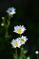 daisy flower