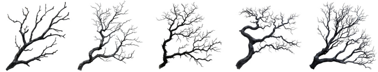 Obraz premium Dark twisted tree branches with intricate details eerie nature transparent background