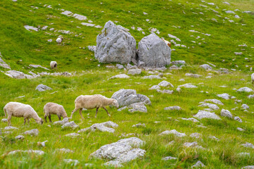 Sheep grazing on a green field, stones scattered around, a scene of rural life