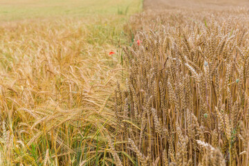 Unripe wheat and barley on nearby located fields close-up