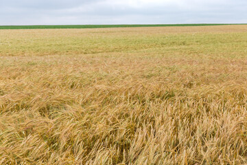 Field of the unripe barley in overcast day