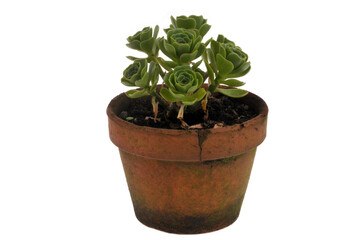 Aéonium en arbre dans un pot en gros plan sur fond blanc