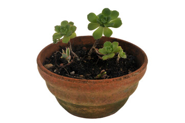 Aéonium canariense dans un pot en gros plan sur fond blanc