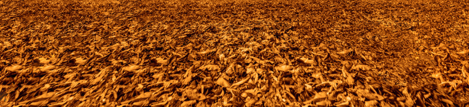 botanical garden. forest landscape in autumn colors.  brown fallen foliage on ground under tree. fall season. golden red grass covered land. fall season. autumntime october november