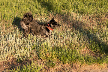Black dog sniffing through grass in the late evening sun.