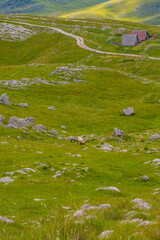 A sheep in a grassy field, surrounded by plants and meadows