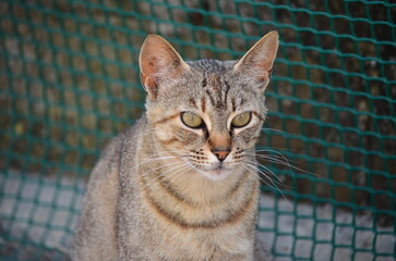 Portrait of a Green-Eyed Tabby Cat Against a Mesh Background
