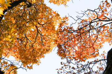 Beautiful golden leaves in autumn