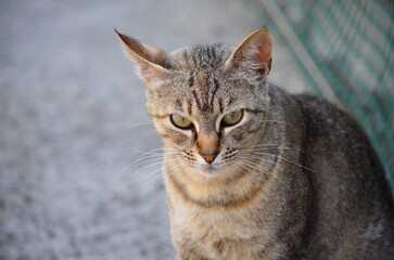 Portrait of a focused tabby cat with piercing green eyes and a serene background

