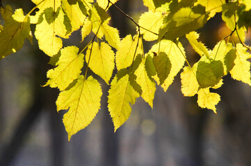 Beautiful golden leaves in autumn