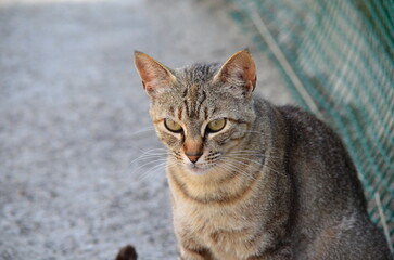 Attentive tabby cat sitting by a green fence, showcasing its detailed fur and piercing green eyes
