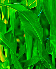 liście kukurydzy, corn leaves