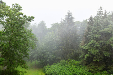 Heavy rain against the background of a pine forest in summer.
