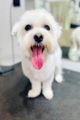 On the black grooming table in the salon there is a small White dog after a haircut of the Maltese breed. Animal care. dog with open mouth. Pet. Front view