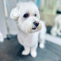 On the black grooming table in the salon there is a small White dog after a haircut of the Maltese breed. Animal care. dog's look. Pet. Front view