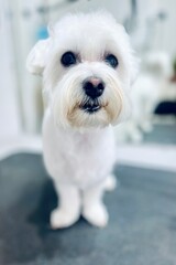 On the black grooming table in the salon there is a small White dog after a haircut of the Maltese breed. Animal care. dog's look. Pet