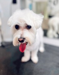 On the black grooming table in the salon there is a small White dog after a haircut of the Maltese breed. Animal care. dog with open mouth and protruding pink tongue. Pet. Front view