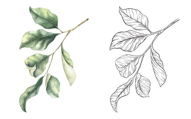 Set of Branches with leaves. Watercolor and sketch outline hand drawn isolated illustrations. Cliparts botanical elements. Design for menu, package, cosmetic, textile, cards