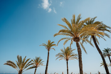 Obraz premium palm trees against blue sky