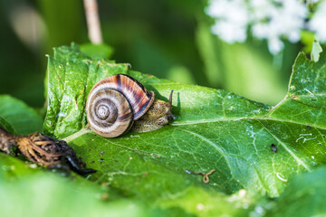 Snail on a green leaf