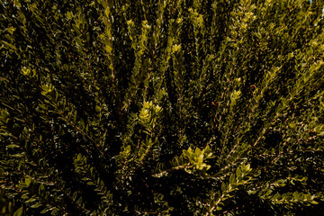 background with leaves