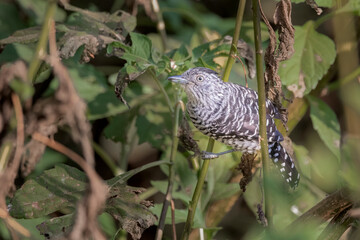 Brazilian Savannah Bird 
The birds of Brazil are very beautiful and have many colors