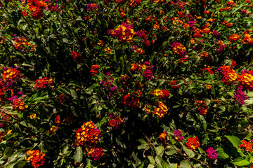 red and yellow flowers