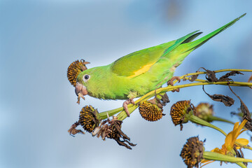 Brazilian Savannah Bird 
The birds of Brazil are very beautiful and have many colors