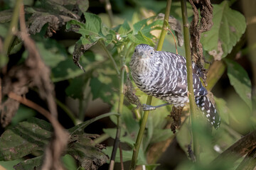 Brazilian Savannah Bird 
The birds of Brazil are very beautiful and have many colors