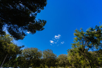 Obraz premium trees and blue sky