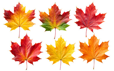 Autumn maple colorful leaves set isolated on transparent white background, png element. Fall maple foliage collection