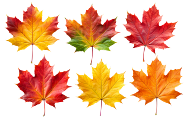 Autumn maple colorful leaves set isolated on transparent white background, png element. Fall maple foliage collection