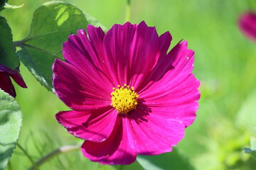 Sweden. Cosmos bipinnatus, commonly called the garden cosmos or Mexican aster, is a medium-sized flowering herbaceous plant in the daisy family Asteraceae.